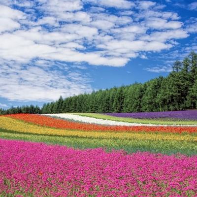 植树节种下300棵紫荆花树苗 “红木人”与大泽一起“森”呼吸